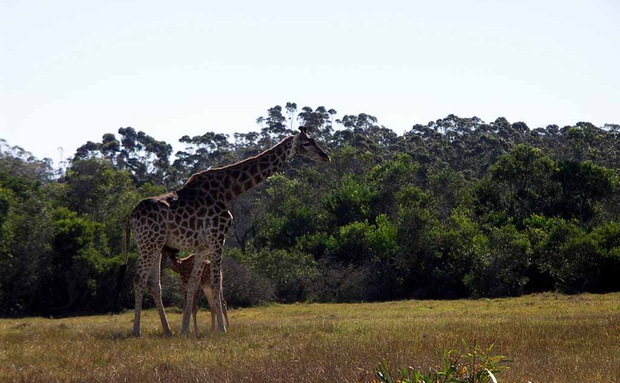 Giraffe at Kragga Kamma Game Reserve