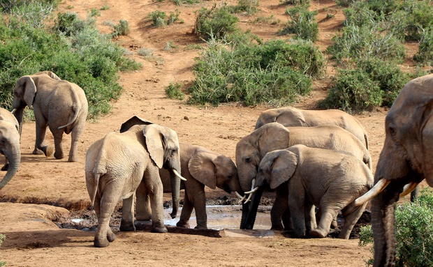 Addo Elephant Park Safari